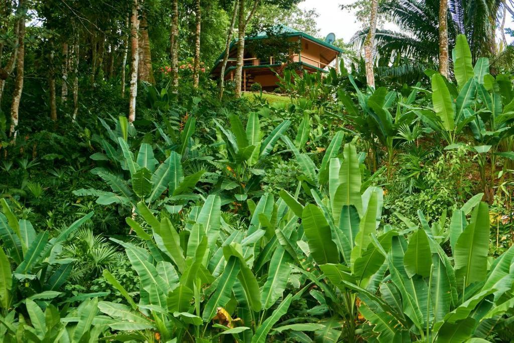 Manoas Bed and Breakfast Uvita Exteriör bild